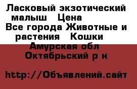 Ласковый экзотический малыш › Цена ­ 25 000 - Все города Животные и растения » Кошки   . Амурская обл.,Октябрьский р-н